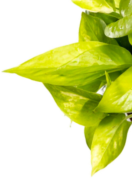 leaf.png